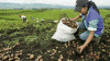 Economica SEctor Primario Agricultura TRadicional Cosechando Papas Panama